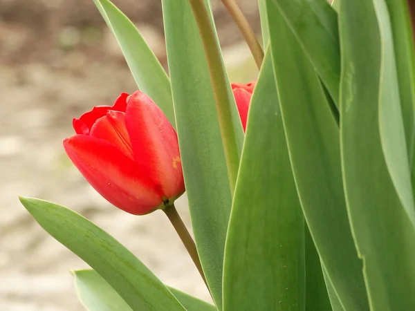 Tulipa Vermelha Jardim — Fotografia de Stock