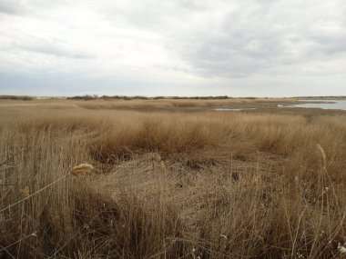Shabla Gölü, Bulgaristan gündüz 