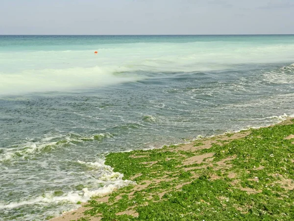Green Duckweed Sea Coast — Stock Photo, Image