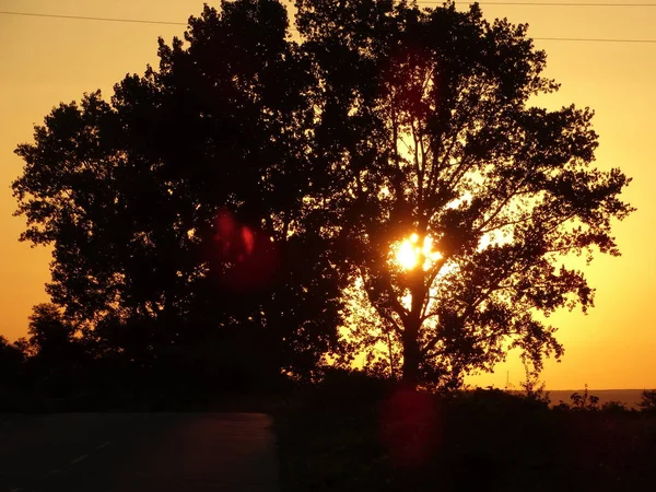 Pôr Sol Atrás Uma Árvore — Fotografia de Stock