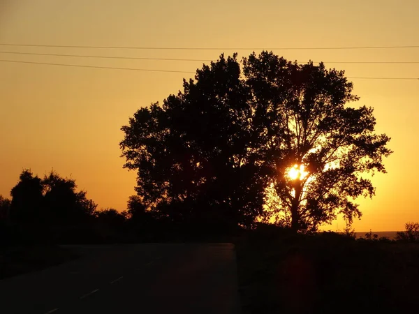 Sunset Tree — Stock Photo, Image