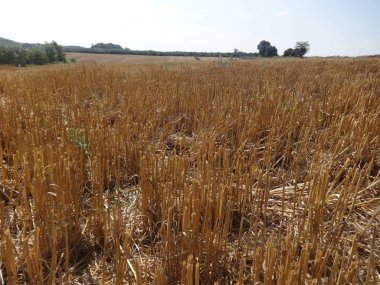 Hasat alanı görünümü