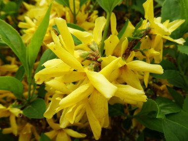 ayrıntı görünümü sarı çiçek