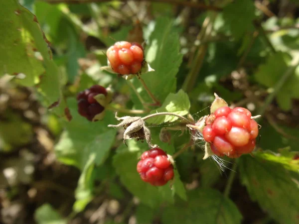 Wild Blackberry Bush Görünümü — Stok fotoğraf