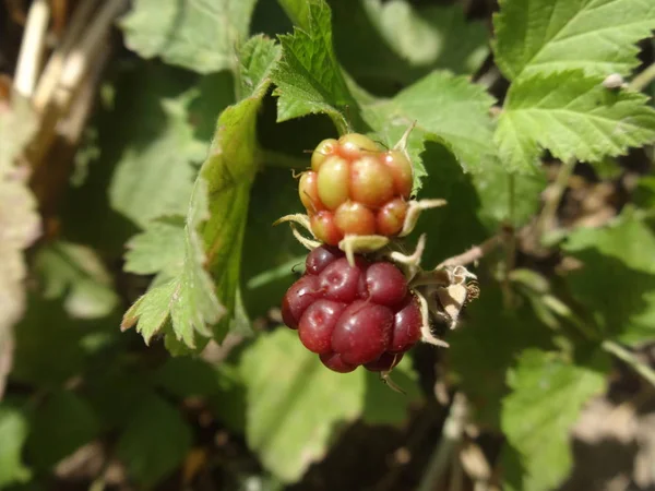 Wild Blackberry Bush Görünümü — Stok fotoğraf