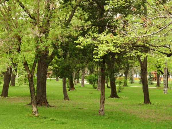 空荡荡的绿色城市公园 — 图库照片