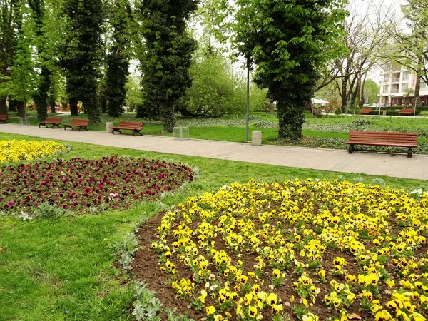 Flores Amarillas Parque Ciudad — Foto de Stock