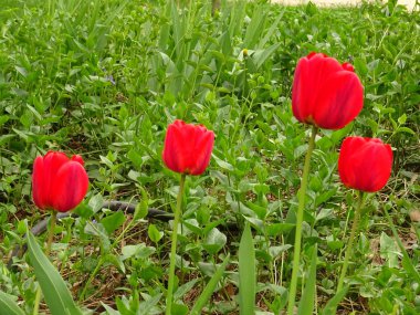 Yeşil bahçe içinde kırmızı lale
