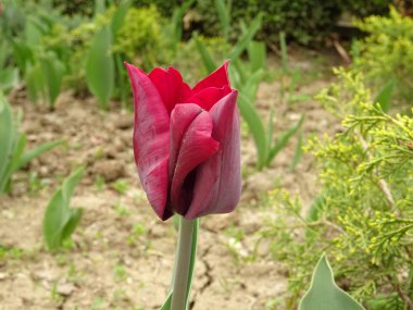 Yeşil bahçe içinde kırmızı lale