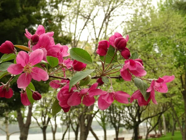 Boom Met Roze Bloesem — Stockfoto