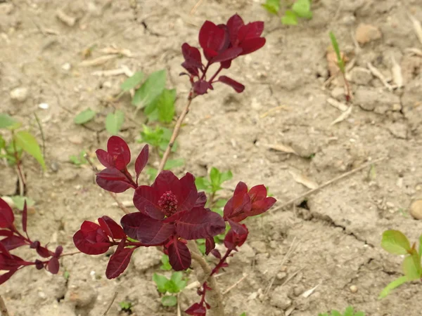 Hojas Rojas Una Flor —  Fotos de Stock