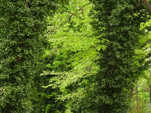 Vista Detallada Las Hojas Árboles Verdes — Foto de Stock