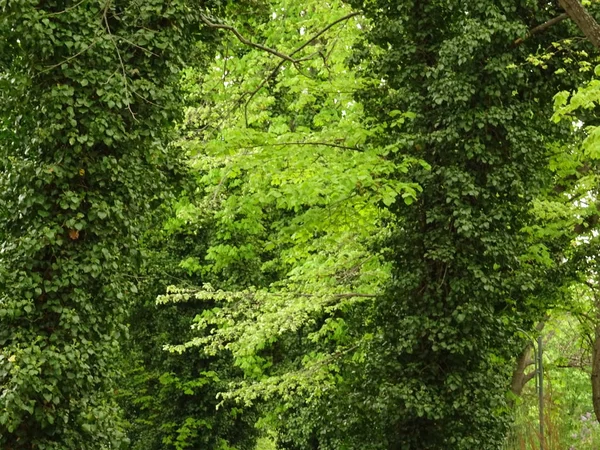 Vista Detalhada Das Folhas Árvore Verde — Fotografia de Stock