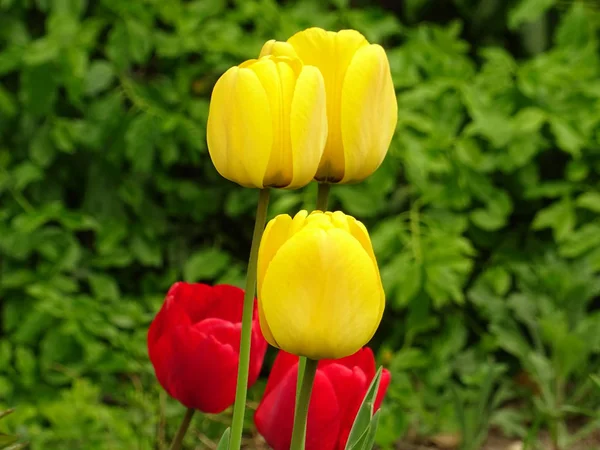 Czerwone Żółte Tulipany Zielonym Ogrodzie — Zdjęcie stockowe