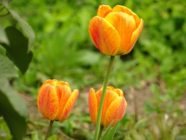 Tulipanes Naranjas Jardín Verde — Foto de Stock