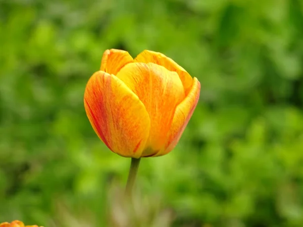 Laranja Tulipa Jardim Verde — Fotografia de Stock