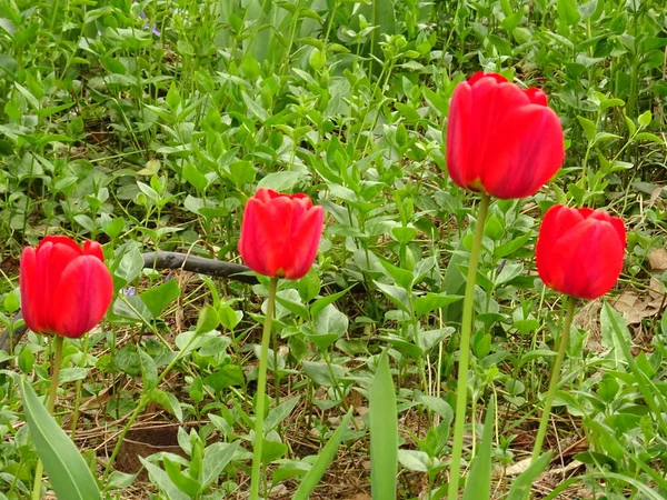 Tulipanes Rojos Jardín Verde — Foto de Stock