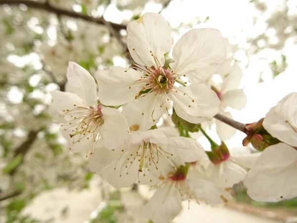 Flores Árbol Blanco Cerca — Foto de Stock