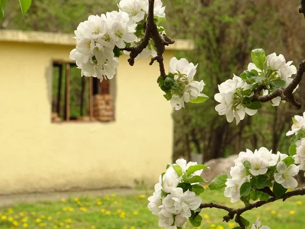 Vista Cercana White Tree Blossom — Foto de Stock