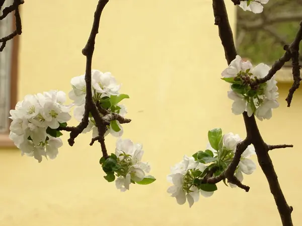 Vista Cercana White Tree Blossom — Foto de Stock