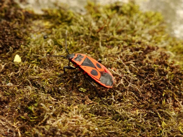 Pyrhocoris Apterus Sobre Musgo Verde — Fotografia de Stock