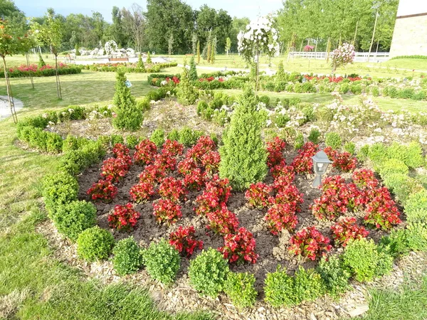 Jardín Con Flores Colores — Foto de Stock