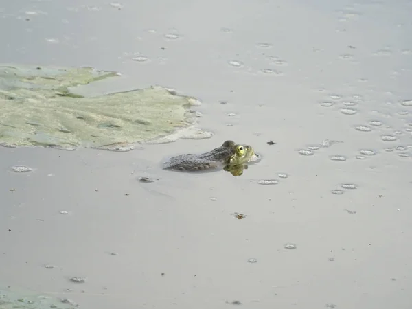 Żaba Wśród Lilie Wodnych — Zdjęcie stockowe
