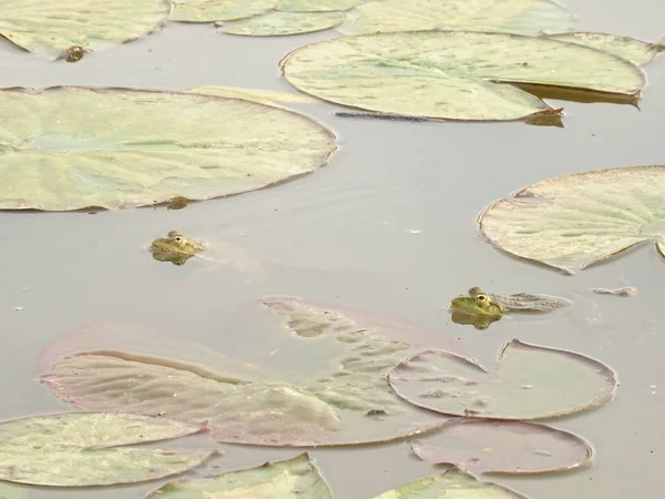 Lilyum Arasında Kurbağalar — Stok fotoğraf