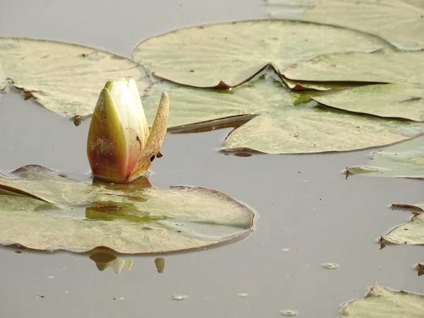 Seerosen Einem See — Stockfoto