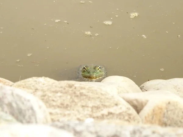 Frosch Zwischen Steinen Und Wasser — Stockfoto