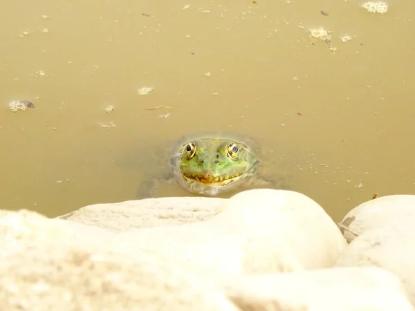 Frosch Zwischen Steinen Und Wasser — Stockfoto