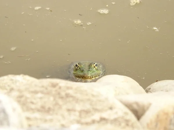 Frosch Zwischen Steinen Und Wasser — Stockfoto