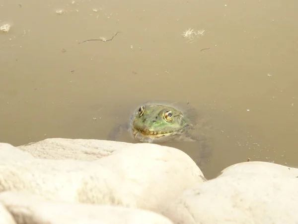 石头和水之间的青蛙 — 图库照片