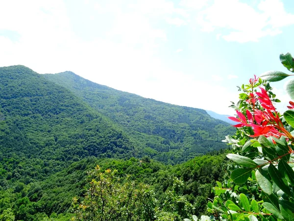 Green Mountain View Flores —  Fotos de Stock