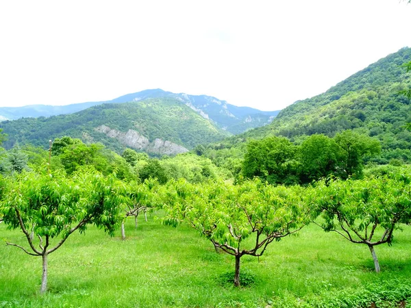 Jardín Frutas Verdes Una Montaña Distancia —  Fotos de Stock