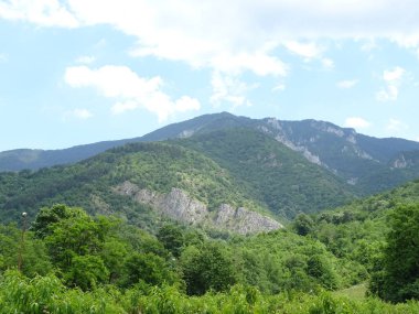 Yeşil meyve bahçesi ve bir dağ uzakta