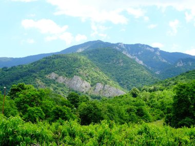 Yeşil meyve bahçesi ve bir dağ uzakta