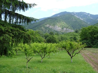 Yeşil meyve bahçesi ve bir dağ uzakta