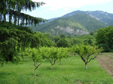 Yeşil meyve bahçesi ve bir dağ uzakta