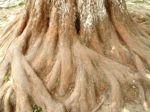 日中の古い木の根 — ストック写真
