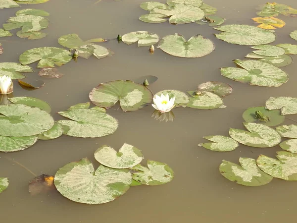 Primer Plano Los Nenúfares Naturaleza —  Fotos de Stock