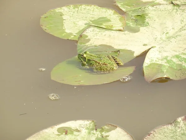 Sapo Lírio Água — Fotografia de Stock