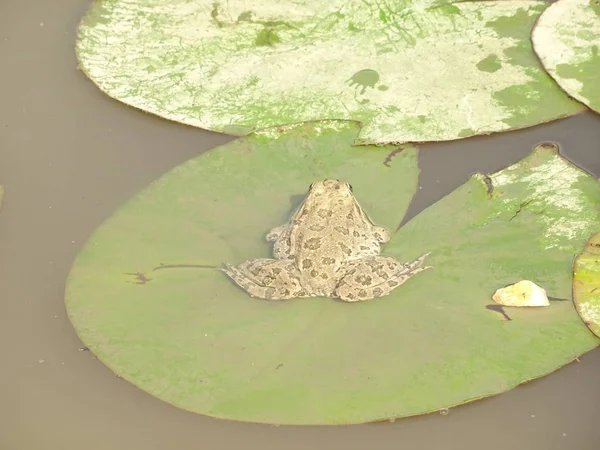 Лягушка Водяной Лилии — стоковое фото