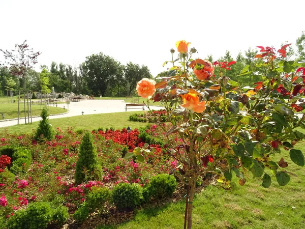 Jardin Vert Avec Des Roses Foyer Sélectif — Photo