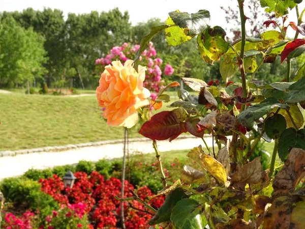 Jardín Verde Con Rosas Enfoque Selectivo — Foto de Stock