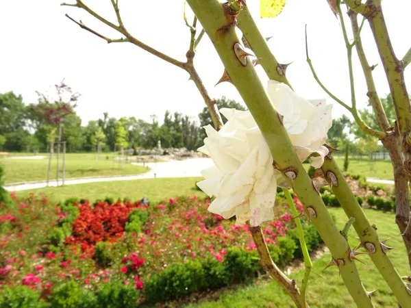 Jardín Verde Con Rosas Enfoque Selectivo — Foto de Stock