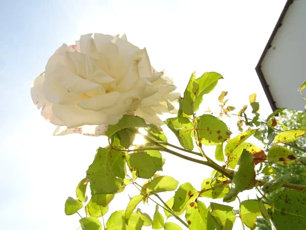 Rosa branca no céu fundo — Fotografia de Stock