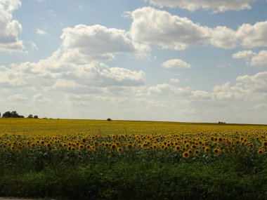 Ayçiçeği alan beyaz bulutlar ile mavi gökyüzü altında