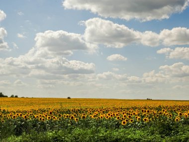 Ayçiçeği alan beyaz bulutlar ile mavi gökyüzü altında