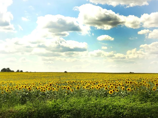 Campo de girassol sob céu azul com nuvens brancas — Fotografia de Stock